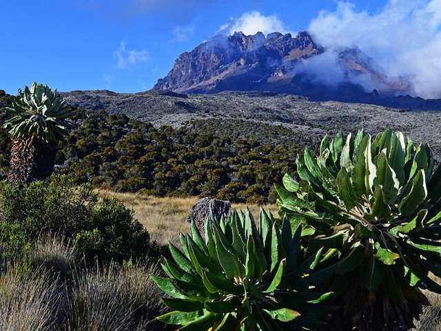 Giant Groundsel on Kilimanjaro Climb