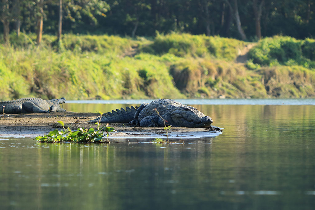 crocodile safari camp chitwan